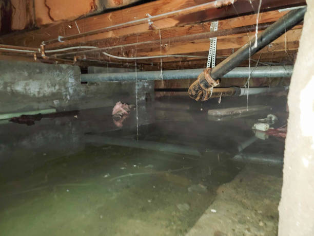 Best Mold removal after water damage  in Kapn, LA